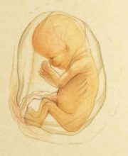 Ontwikkeling 14 weken, foetus, baby, ontwikkelingsstadia