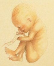 Ontwikkeling foetus, baby, zwangerschapsstadia, 2e trimester