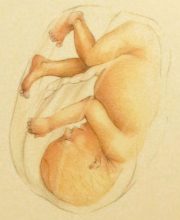 Ontwikkeling foetus, baby, 3e trimester