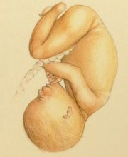 Ontwikkeling foetus, termijn, a terme, growth, term baby