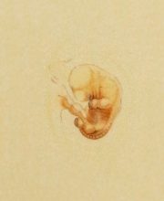 Embryo 8 weken, ontwikkeling zwangerschap, vroege zwangerschap