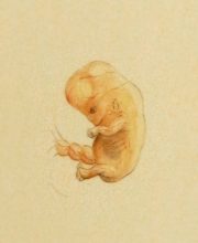 Ontwikkeling 10 weken, foetus, baby, ontwikkelingsstadia